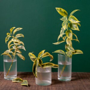 DIY Natural Cleaning Spray Kit